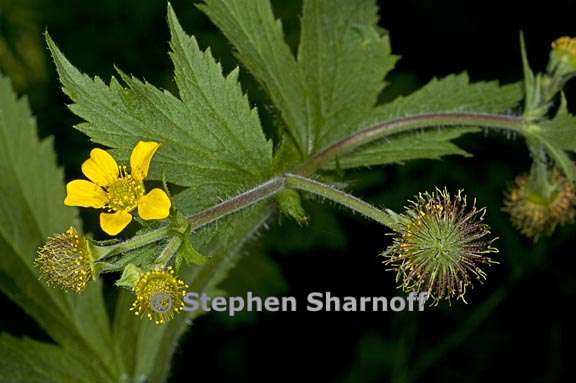 geum macrophyllum 1 graphic